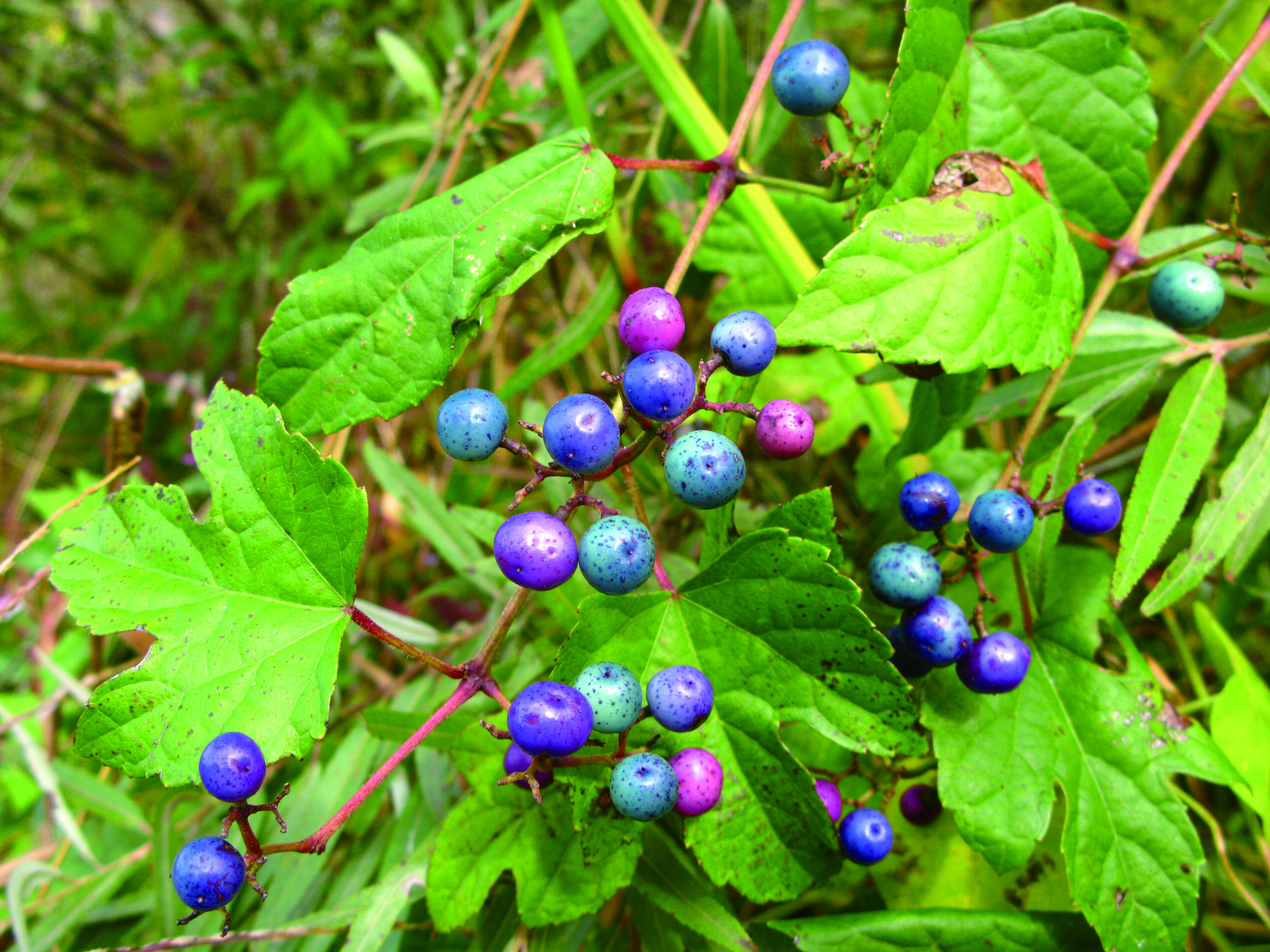 Ampelopsis_glandulosa_var.